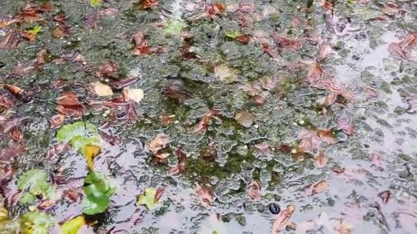 Krople Deszczu Spadające Wodę Jesienne Liście Drzewa Odbite Stawie Roślinność — Wideo stockowe