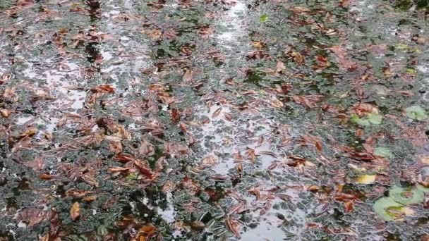 Σταγόνες Βροχής Πέφτουν Στο Νερό Φθινοπωρινά Φύλλα Και Δέντρα Αντανακλώνται — Αρχείο Βίντεο