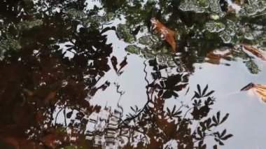 Suya düşen yağmur damlaları; bir gölete yansıyan sonbahar yaprakları ve ağaçlar. Bataklık bitkisi