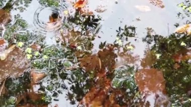 Suya düşen yağmur damlaları; bir gölete yansıyan sonbahar yaprakları ve ağaçlar. Bataklık bitkisi