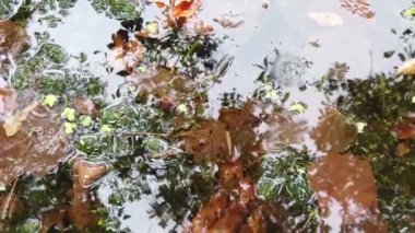 Suya düşen yağmur damlaları; bir gölete yansıyan sonbahar yaprakları ve ağaçlar. Bataklık bitkisi