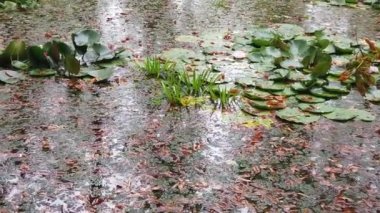 Suya düşen yağmur damlaları; bir gölete yansıyan sonbahar yaprakları ve ağaçlar. Bataklık bitkisi