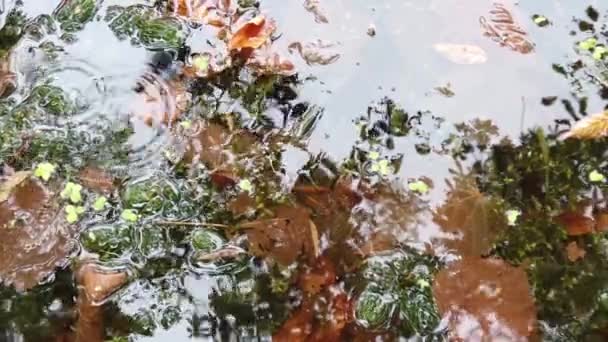 Regentropfen Fallen Auf Das Wasser Herbstblätter Und Bäume Spiegeln Sich — Stockvideo