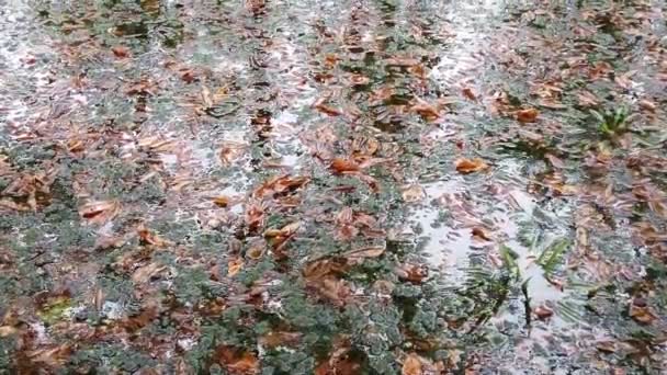 Капли Дождя Падают Воду Осенние Листья Деревья Отражаются Пруду Болотная — стоковое видео