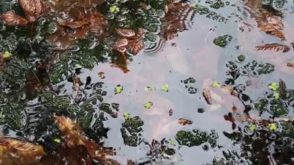 내리고 나뭇잎 나무는 연못에 반사된다 — 비디오