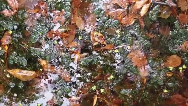 Gotas Lluvia Cayendo Sobre Agua Hojas Otoño Árboles Reflejados Estanque — Vídeo de stock