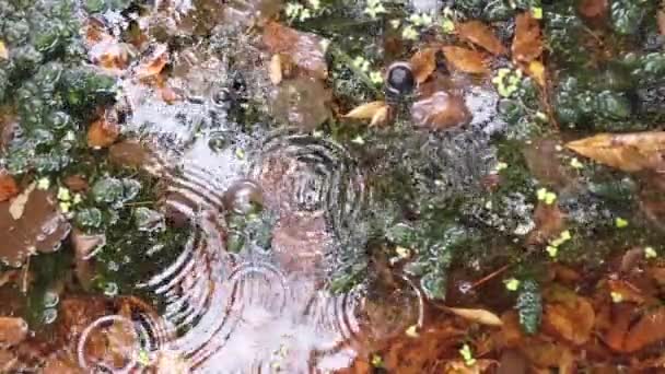 Gocce Pioggia Cadono Sull Acqua Foglie Alberi Autunnali Riflettono Uno — Video Stock