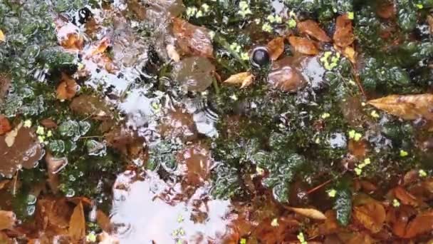 Капли Дождя Падают Воду Осенние Листья Деревья Отражаются Пруду Болотная — стоковое видео