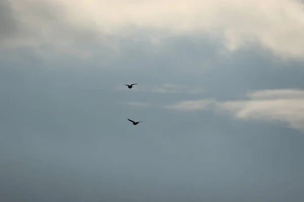 Fliegende Vögel Bei Stürmischem Wetter Und Dunklen Wolken — Stockfoto