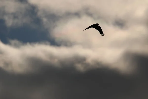 Oiseaux Volants Sur Temps Orageux Des Nuages Sombres — Photo
