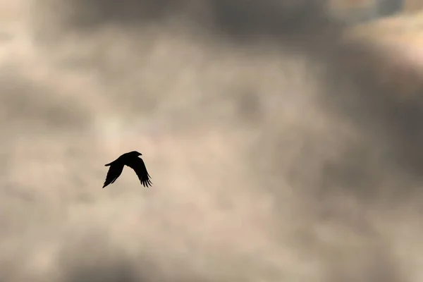 Aves Voladoras Clima Tormentoso Nubes Oscuras — Foto de Stock