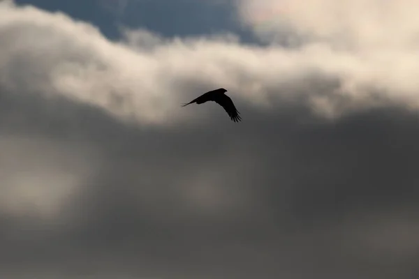 Létající Ptáci Bouřlivém Počasí Temných Mracích — Stock fotografie