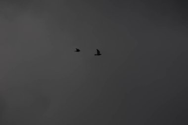 Fırtınalı bir havada uçan kuşlar ve kara bulutlar