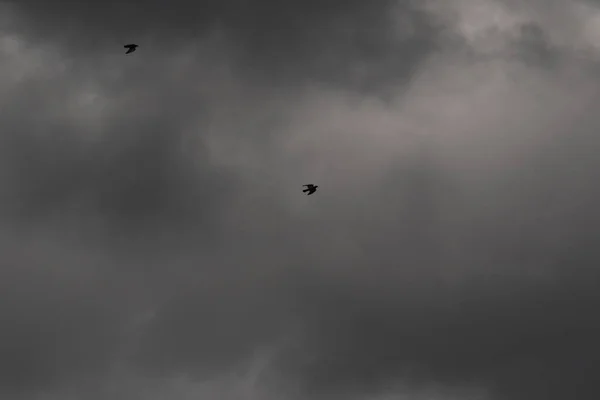 Літаючі Птахи Штормовій Погоді Темних Хмарах — стокове фото