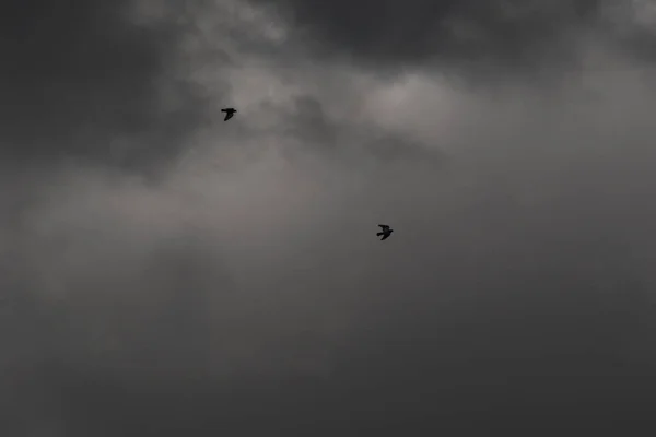 Ιπτάμενα Πουλιά Θυελλώδη Καιρό Και Σκοτεινά Σύννεφα — Φωτογραφία Αρχείου