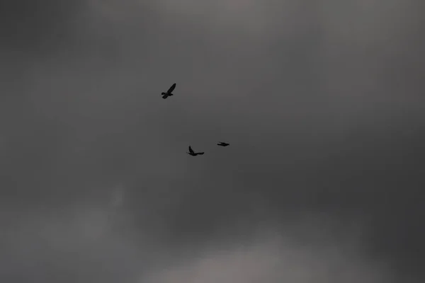 Ιπτάμενα Πουλιά Θυελλώδη Καιρό Και Σκοτεινά Σύννεφα — Φωτογραφία Αρχείου