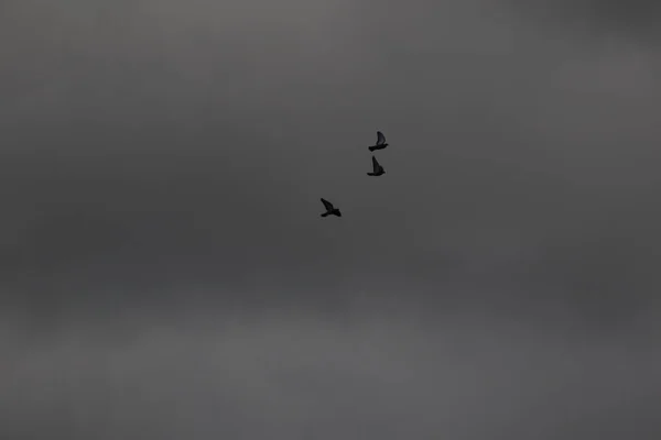 在暴风雨天气和乌云中飞翔的鸟儿 — 图库照片