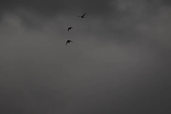荒天と暗い雲の中で鳥を飛ばして — ストック写真
