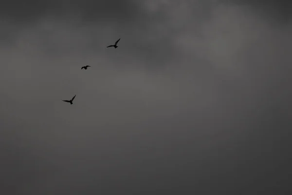 在暴风雨天气和乌云中飞翔的鸟儿 — 图库照片