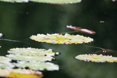 Amazon Yağmur Ormanı Suyu Lilly. Nilüfer yaprakları suda yüzer.