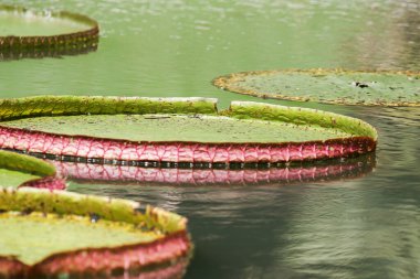 Amazon Yağmur Ormanı Suyu Lilly. Nilüfer yaprakları suda yüzer.