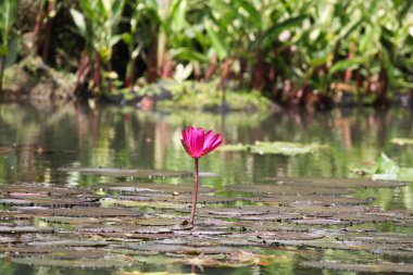 Gölde yüzen bir çift pembe su zambağının yakın görüntüsü
