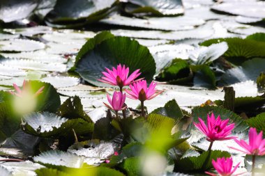 Gölde yüzen bir çift pembe su zambağının yakın görüntüsü