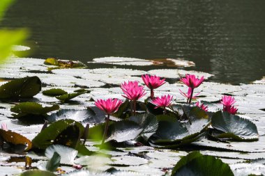 Gölde yüzen bir çift pembe su zambağının yakın görüntüsü