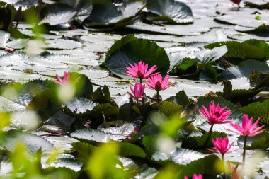Gölde yüzen bir çift pembe su zambağının yakın görüntüsü