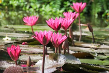 Gölde yüzen bir çift pembe su zambağının yakın görüntüsü