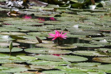 Gölde yüzen bir çift pembe su zambağının yakın görüntüsü
