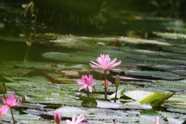 Gölde yüzen bir çift pembe su zambağının yakın görüntüsü