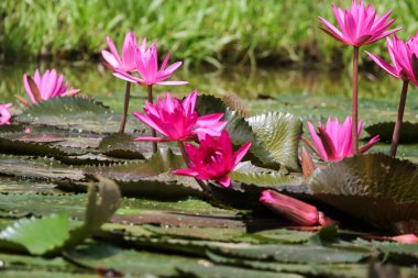 Gölde yüzen bir çift pembe su zambağının yakın görüntüsü
