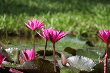 Gölde yüzen bir çift pembe su zambağının yakın görüntüsü