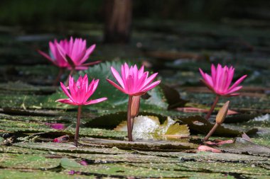 Gölde yüzen bir çift pembe su zambağının yakın görüntüsü