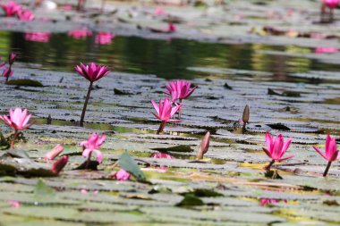 Gölde yüzen bir çift pembe su zambağının yakın görüntüsü