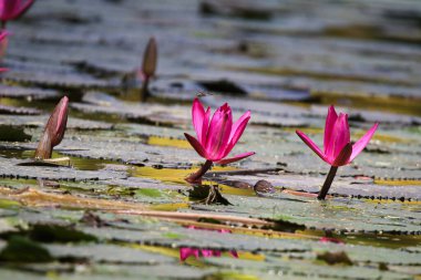 Gölde yüzen bir çift pembe su zambağının yakın görüntüsü
