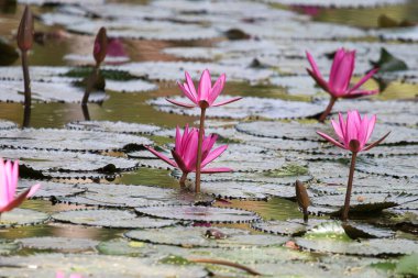 Gölde yüzen bir çift pembe su zambağının yakın görüntüsü
