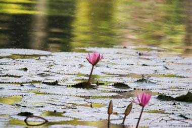 Gölde yüzen bir çift pembe su zambağının yakın görüntüsü