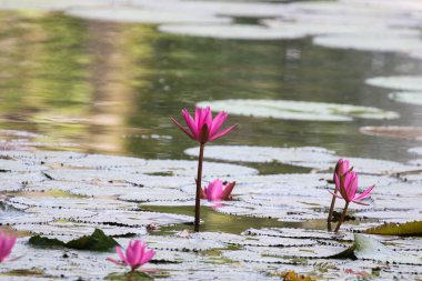 Gölde yüzen bir çift pembe su zambağının yakın görüntüsü