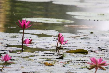 Gölde yüzen bir çift pembe su zambağının yakın görüntüsü