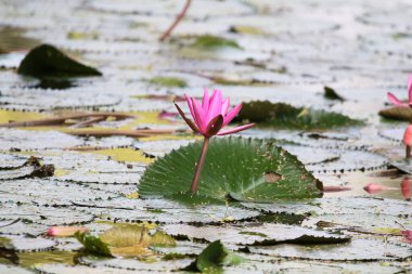 Gölde yüzen bir çift pembe su zambağının yakın görüntüsü
