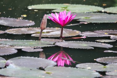 Gölde yüzen bir çift pembe su zambağının yakın görüntüsü