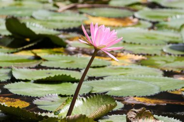 Gölde yüzen bir çift pembe su zambağının yakın görüntüsü