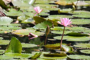 Gölde yüzen bir çift pembe su zambağının yakın görüntüsü