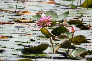 Gölde yüzen bir çift pembe su zambağının yakın görüntüsü