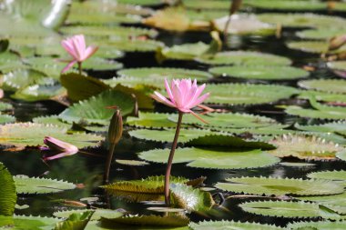 Gölde yüzen bir çift pembe su zambağının yakın görüntüsü