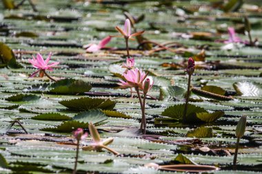 Gölde yüzen bir çift pembe su zambağının yakın görüntüsü