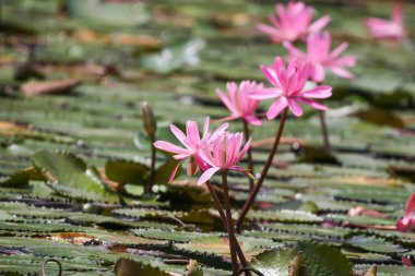 Gölde yüzen bir çift pembe su zambağının yakın görüntüsü
