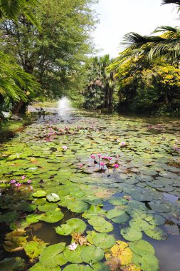 Pembe ve beyaz su nilüferleri gölde yüzüyor.